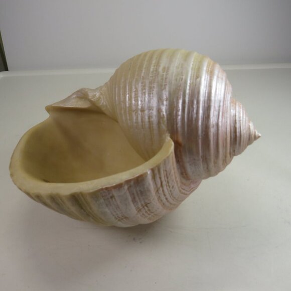 Faux Sea shell light pink & cream some iridescences  9" long 5" tall - Picture 1 of 12